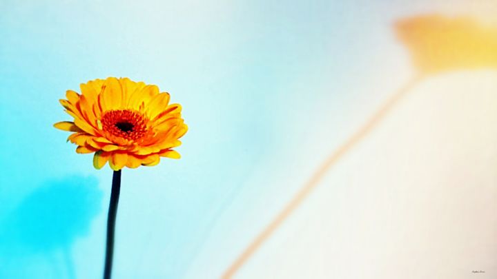 Photographie intitulée "Gerbera" par Stephan Serris, Œuvre d'art originale, Photographie manipulée Monté sur Châssis en bois