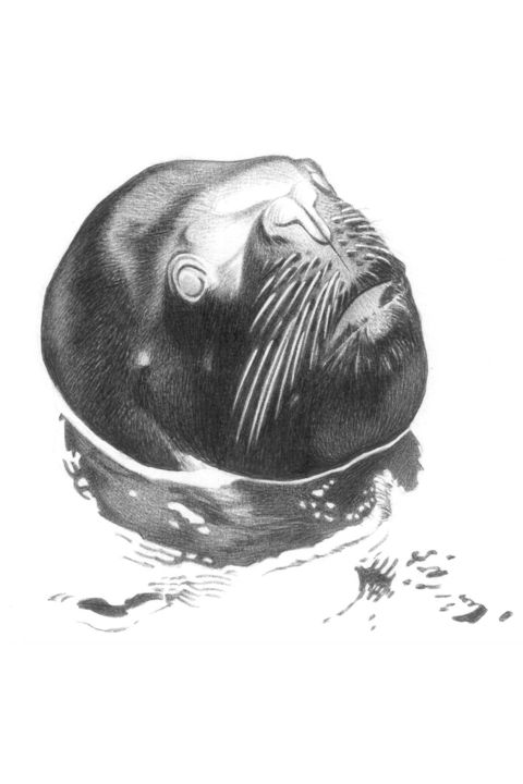 Dibujo titulada "foca" por Sete Goytre, Obra de arte original, Bolígrafo