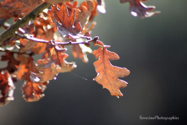 Photographie intitulée "Feuilles d'automne" par Séverine K. Art'Zen, Œuvre d'art originale, Photographie numérique