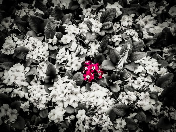 Photography titled "pink in white" by Şeyma Kasan, Original Artwork, Digital Photography