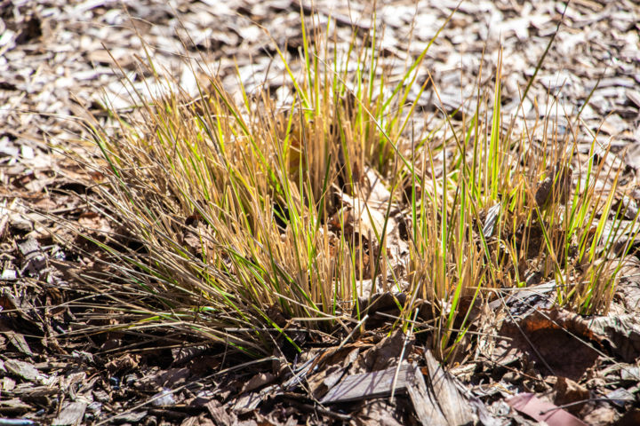 Photographie intitulée "Vibrant Bushy Grass…" par Sgd Photography, Œuvre d'art originale