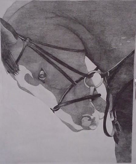 Drawing titled "Hunter/Jumper heads…" by Shannon Young, Original Artwork