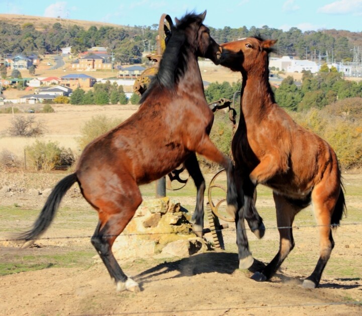 Photographie intitulée "Horse fight" par Sharon Atkinson (Acko68), Œuvre d'art originale