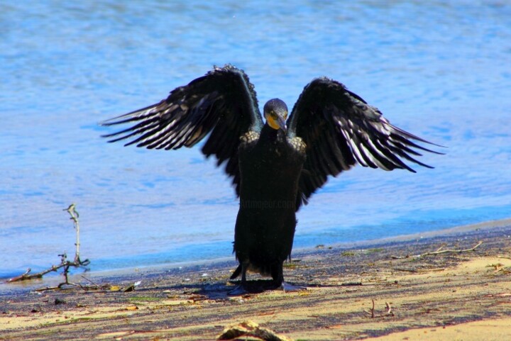 Fotografia intitolato "Angel Bird I am..." da Sharon Atkinson (Acko68), Opera d'arte originale