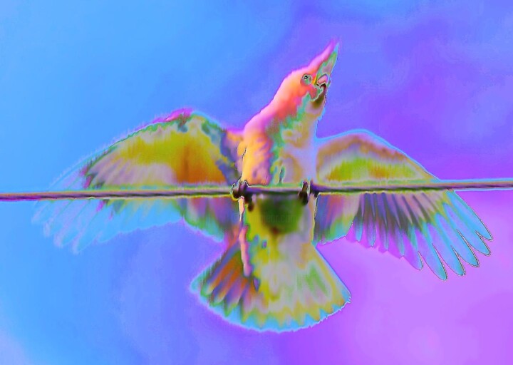 Photography titled "Cheeky Galah" by Sharon Atkinson (Acko68), Original Artwork, Manipulated Photography