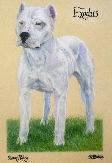 Drawing titled "Dogo Argentino" by Sharon Blakey, Original Artwork