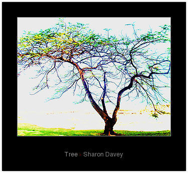 Photography titled "Tree" by Sharon Davey, Original Art,