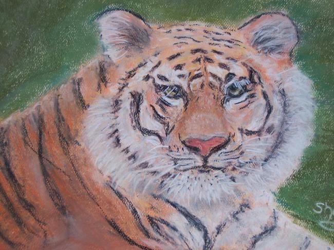 Painting titled "TIGER" by Sharon Paddock, Original Artwork, Oil