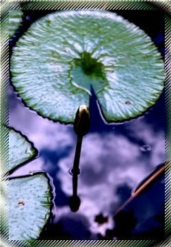 Photography titled "Water lilly" by Shihab, Original Artwork
