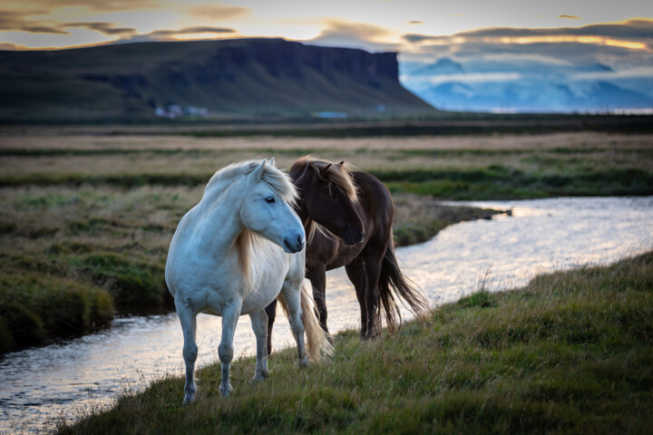 Φωτογραφία με τίτλο "Icelandic Horses" από Shimon Rottenberg, Αυθεντικά έργα τέχνης, Ψηφιακή φωτογραφία