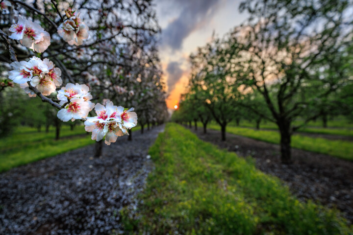 Photography titled "Almond Blossom at S…" by Shimon Rottenberg, Original Artwork, Digital Photography