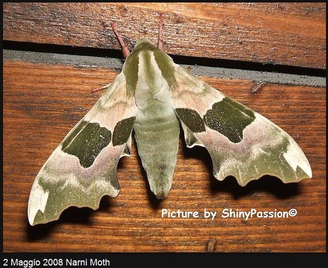 Photography titled "Narni's moth - 2 Ma…" by Shinypassion, Original Artwork