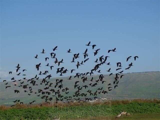Fotografie mit dem Titel "Birds Flock Taking…" von Shiran, Original-Kunstwerk