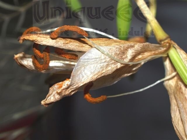 Photography titled "Withered Lilium 2" by Shiran, Original Artwork