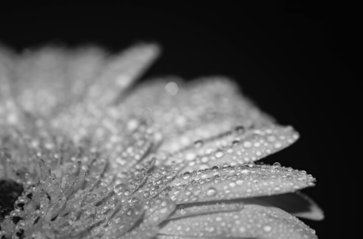 Photographie intitulée "Waterdrops Flower" par Shiro Lilium Art, Œuvre d'art originale, Photographie numérique