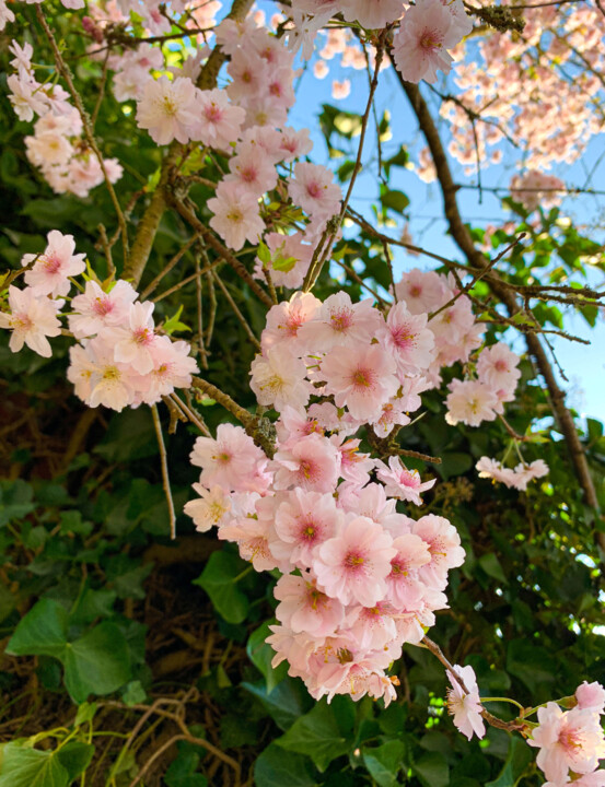 Fotografie mit dem Titel "Cherryblossom" von Shiro Lilium Art, Original-Kunstwerk, Digitale Fotografie