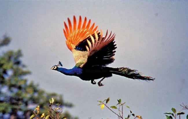 Fotografia intitolato "Peacock flight" da Thimmappa Shivanandappa, Opera d'arte originale