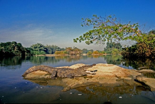 Фотография под названием "Crocodile home" - Thimmappa Shivanandappa, Подлинное произведение искусства