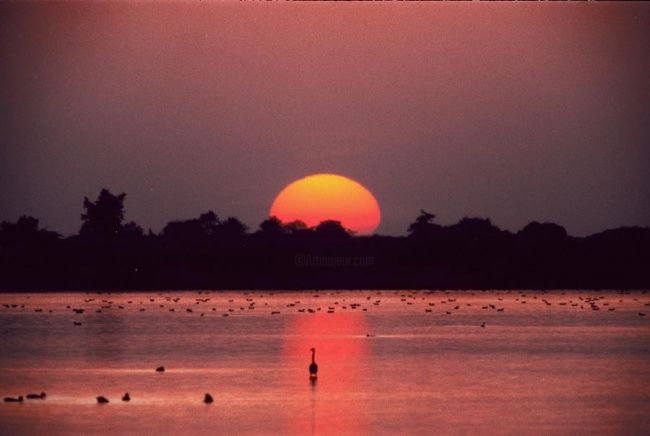 摄影 标题为“Bird Lake at Sunset” 由Thimmappa Shivanandappa, 原创艺术品