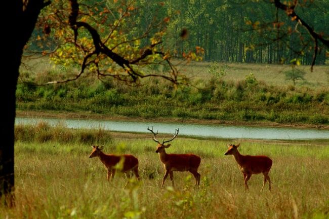 摄影 标题为“Swamp Deer” 由Thimmappa Shivanandappa, 原创艺术品