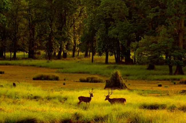 Фотография под названием "Deer country" - Thimmappa Shivanandappa, Подлинное произведение искусства