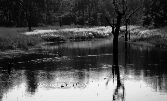 Photography titled "A forest Lake" by Thimmappa Shivanandappa, Original Artwork