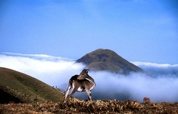 Photographie intitulée "The mountain goat…" par Thimmappa Shivanandappa, Œuvre d'art originale