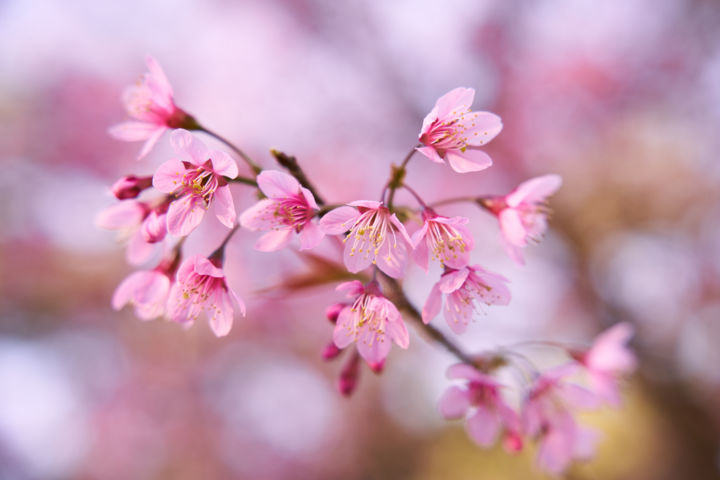 Photography titled "Sakura" by Duc Thanh (Shu'S), Original Artwork, Digital Photography