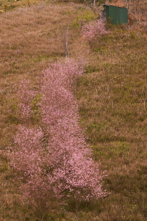 Fotografia intitulada "Sakura 3" por Duc Thanh (Shu'S), Obras de arte originais, Fotografia digital