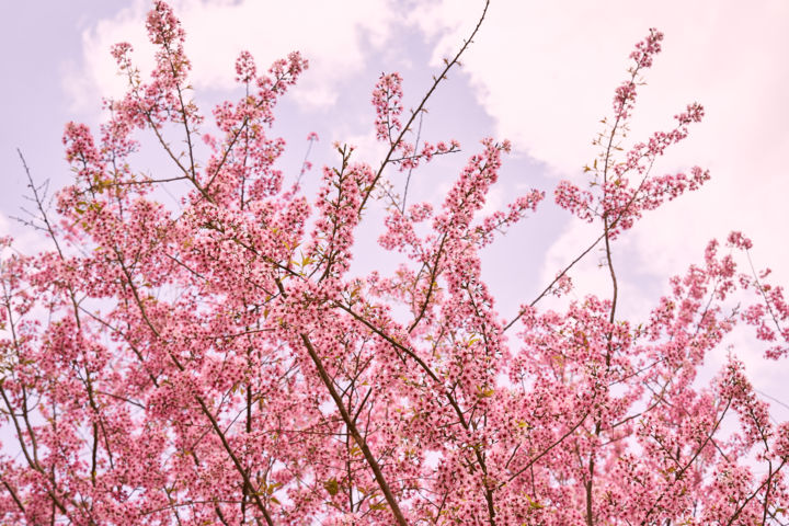 Fotografia intitulada "Sakura 5" por Duc Thanh (Shu'S), Obras de arte originais, Fotografia digital