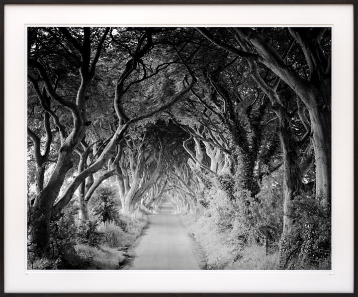 Fotografie getiteld "The Dark Hedges Stu…" door Gerald Berghammer, Origineel Kunstwerk, Film fotografie Gemonteerd op Alumin…