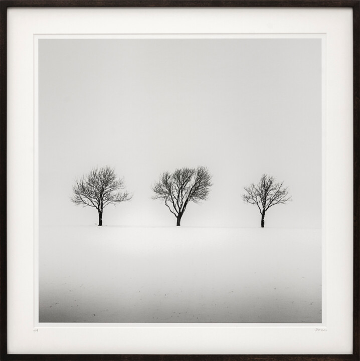 摄影 标题为“Trees in snowy Fiel…” 由Gerald Berghammer, 原创艺术品, 电影摄影 安装在纸板上