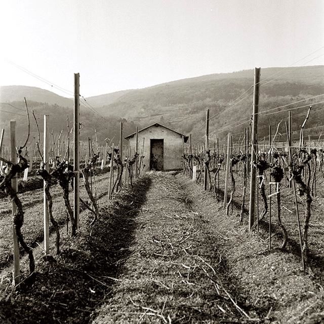 Photographie intitulée "Vineyard Shed I" par Christian Sodomka, Œuvre d'art originale