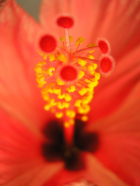 Fotografia intitolato "Hibiscus rosa-sinen…" da Silvia Abbiezzi, Opera d'arte originale, Fotografia digitale