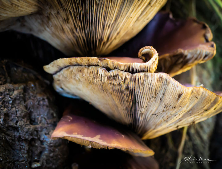 Photographie intitulée "Mushroom swirl." par Silvia Marcoschamer, Œuvre d'art originale, Photographie numérique
