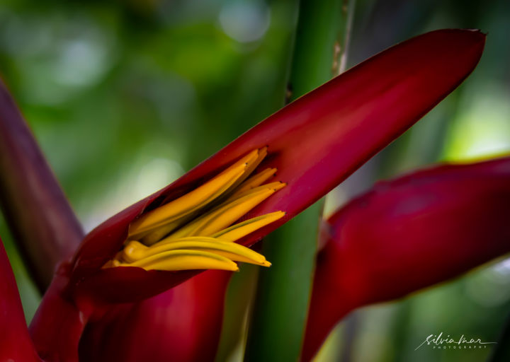 Photography titled "Banana flower" by Silvia Marcoschamer, Original Artwork, Digital Photography