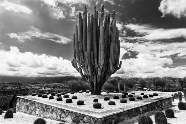 Fotografía titulada "Saguaro" por Silvia Marcoschamer, Obra de arte original, Fotografía digital