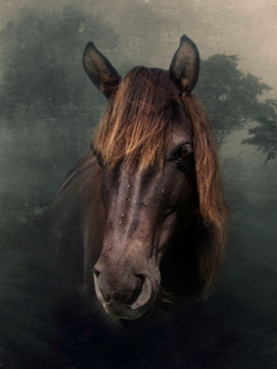 제목이 "Wild Horse"인 디지털 아트 Silvija Treice로, 원작, 포토 몽타주