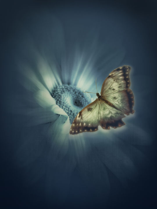 Photography titled "Butterfly" by Silvija Treice, Original Artwork, Manipulated Photography