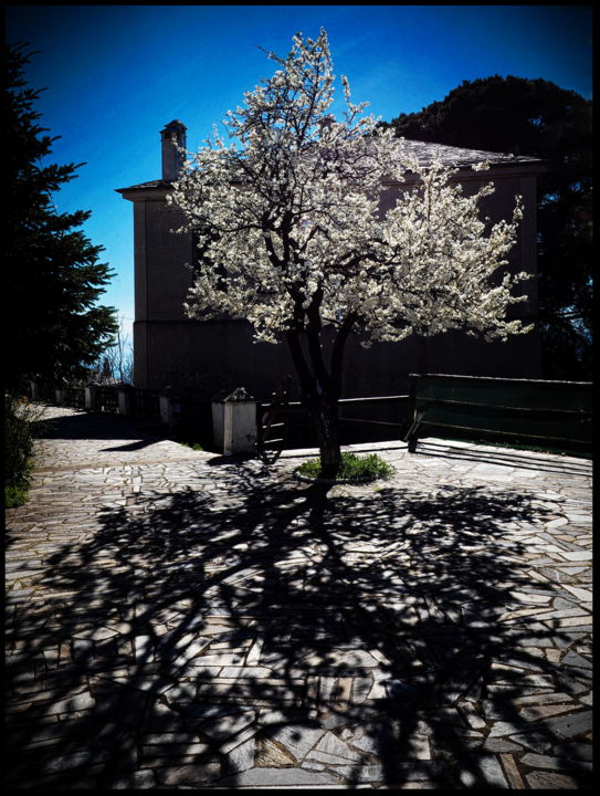 Photography titled "Spring tree" by Simon Gaitanidis, Original Artwork, Digital Photography