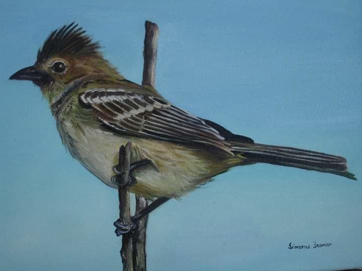 Pintura intitulada "Tico-tico" por Simmone Franco, Obras de arte originais, Óleo Montado em Painel de madeira