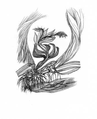 Drawing titled "illustration Djamal…" by Sigrun Neumann (Sineu), Original Artwork