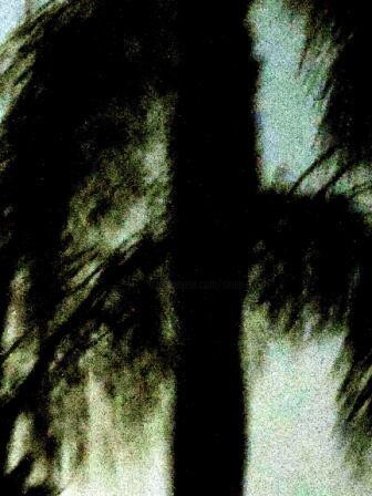 Photography titled "palmtree in the nig…" by Sigrun Neumann (Sineu), Original Artwork