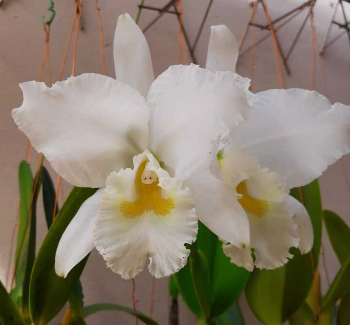 Fotografie getiteld "Orquídeas" door Tarsis Bernardo, Origineel Kunstwerk, Niet gemanipuleerde fotografie
