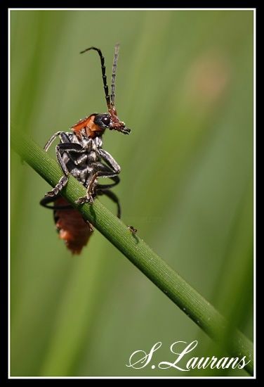 Photographie intitulée "Sur un air de Sprin…" par Sylvain Laurans, Œuvre d'art originale,