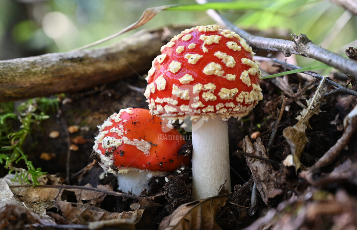 Photographie intitulée "Amanita muscaria" par Slydesign, Œuvre d'art originale, Photographie numérique