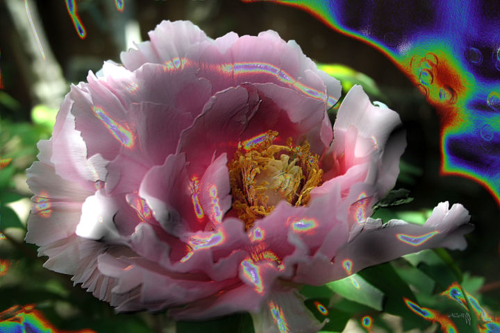 Photographie intitulée "Demoiselle en rose" par Sniegourotchka, Œuvre d'art originale, Photographie manipulée