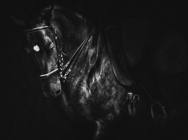 제목이 "The Spanish equestr…"인 사진 Sol Marrades로, 원작, 아날로그 사진