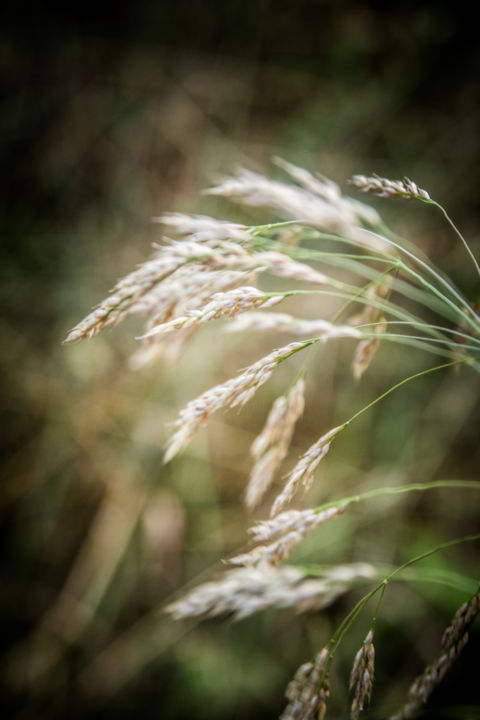 Photography titled "Whispers of a Fores…" by Sonja Bajramovic, Original Art,