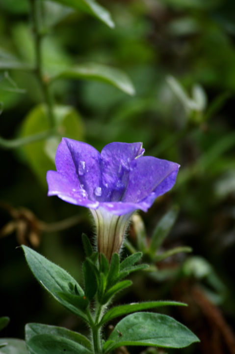 Photography titled "Blüte" by Die Fotoverrückte Aus Hamburg, Original Artwork